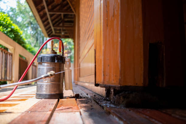Best Wasp Removal Services  in Durant, IA