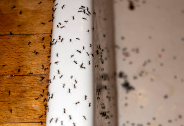 Best Flea Control Services  in Durant, IA