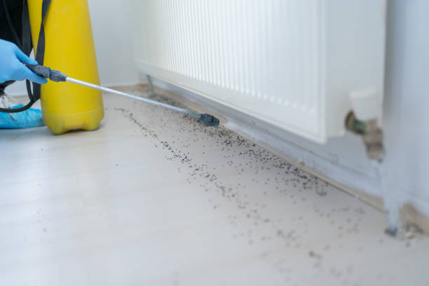 Best Affordable Pest Control Services  in Durant, IA